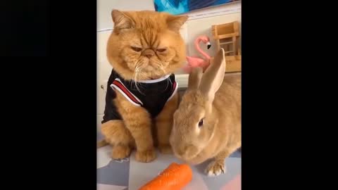 New Cute And Funny Pets | Try Not To Laugh To These Pets Compilation #11 Cutest Lands 2.0