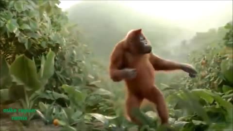 Funny Ape Song. Cartoon Parody. Dance Music Pop Songs. (Dancing Gorilla) Cartoons movies