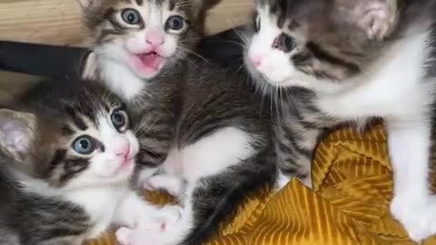 kitten.Cute Baby-Cat.Cute Cat Videos.Cat Sound meow | #shorts #cat #cats #catfunnyshorts #luca #cute