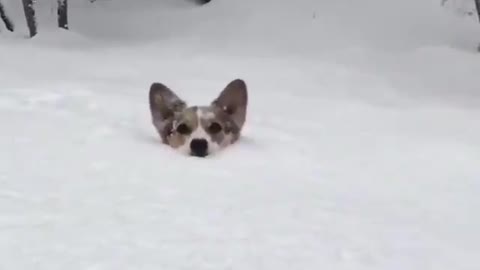 Snow corgi - Funny Dog