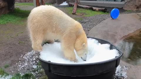 Polar bear 🐻‍❄️ sister play in ice 🧊 bucket