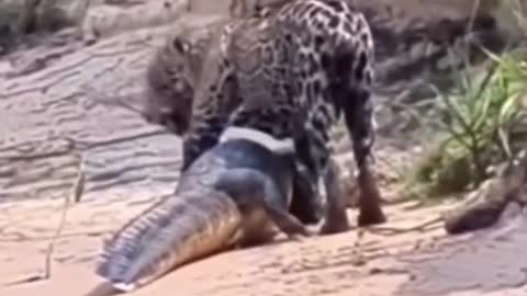 tiger and crocodile amazing funny video