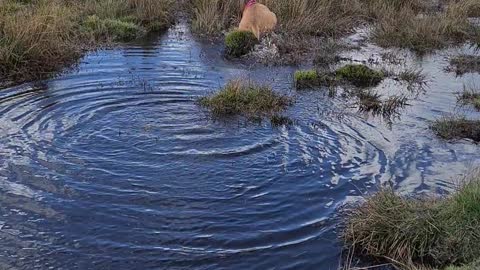 Nala playing in water