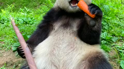 Come and see the giant panda eating bamboo!