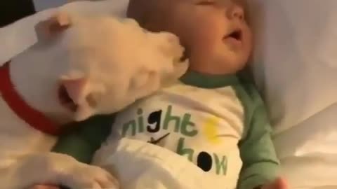 Dog is kissing sleeping toddler