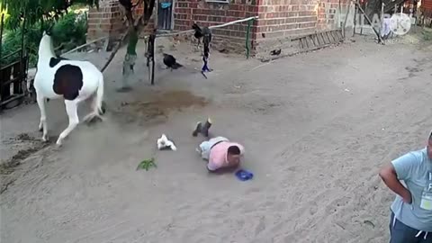 Funny animal video