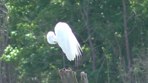 62 Toussaint Wildlife - Oak Harbor Ohio - Egret Cleaning Up