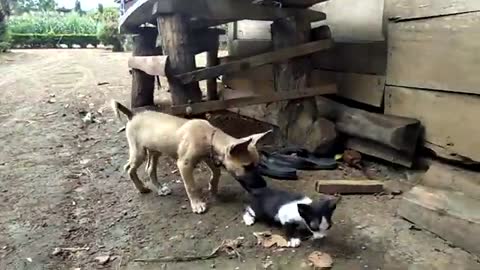 Anjing bermain dengan anak kucing