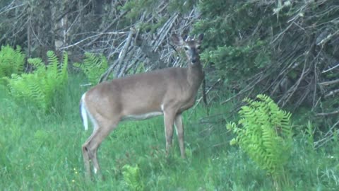 White-tailed deer