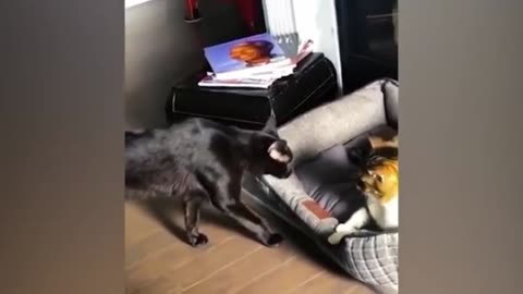 Cats and Dogs compilation #7