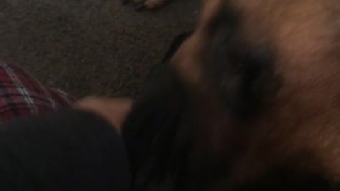 Brown dog licking owners fingers continuously