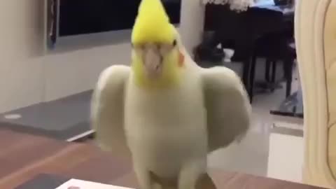 THIS BIRD KNOWS HOW TO DANCE