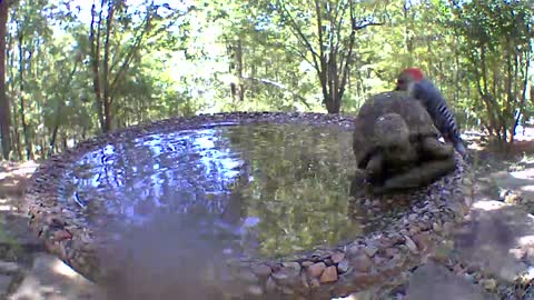 Redbellied woodpecker taking a swim