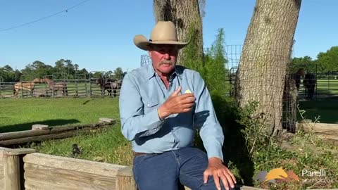 Parelli Natural Horsemanship Tip: Using Phases During Horse Training