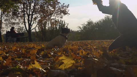 man playing with dog in the autumnal park or forest.