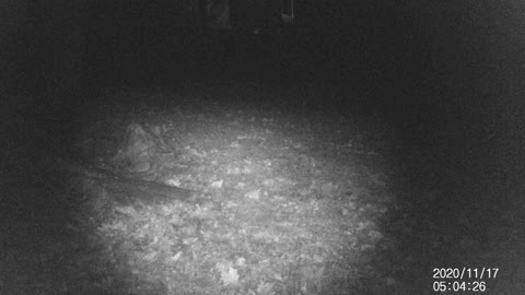 Coyotes in the side yard