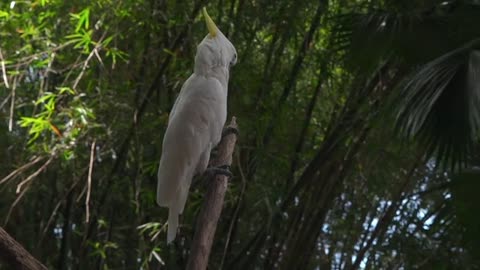 Look at this beautiful parrot1