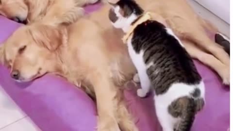 Dogs & Cats close and loving