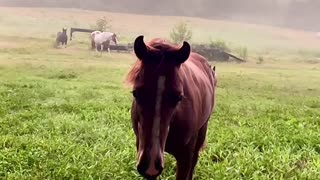 Horse coming to say good morning at sunrise.