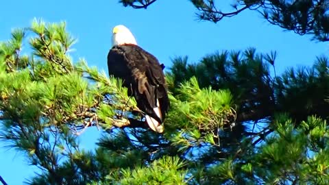 Adult Bald Eagle