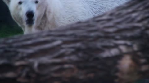 slow motion of polar bear in the wild