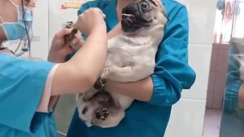 Funny Pug - Drama Queen Pug Screams At Nail Clipping