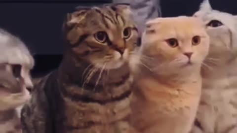 The Most Hilarious and Adorable Cat Moments: Uninterruptible Laughter!