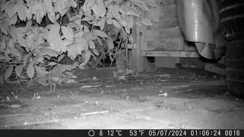 Two hedgehoges on their way in our garden - Zwei Igel unterwegs in unseren Garten