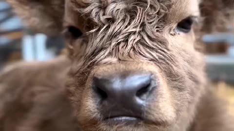 Baby Cow Entry #short #cow #pets #trend #1million