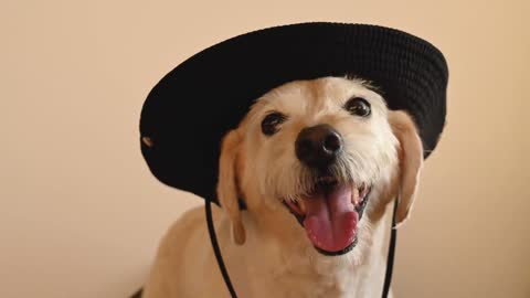 A white dog wearing a black hat