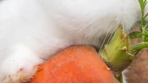 how the baby rabbit is having fun eating carrots and playing tricks with its owner