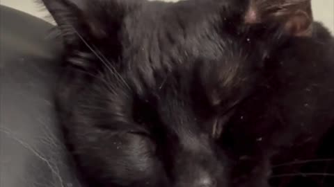 Cute Precious Piper is a Sleeping Lap Cat - Adopting a Cat from a Shelter Vlog #shorts