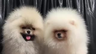 Pomeranian spitz nain