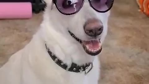 Cool Dog Wearing Shades