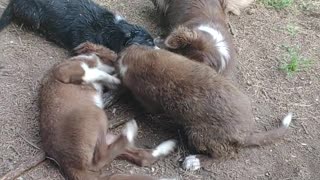 Father HUCK plays w his 5 daughters