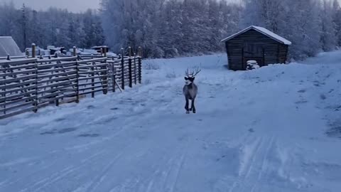 Is this Dancer or Prancer? #nature#reigndeer