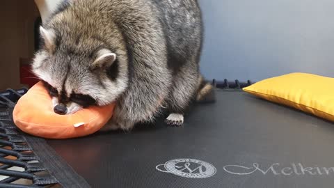 Raccoon finds someone who plays tricks on Raccoon.