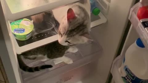 Cats In Dubai Love Chill In Fridge To Cool Off