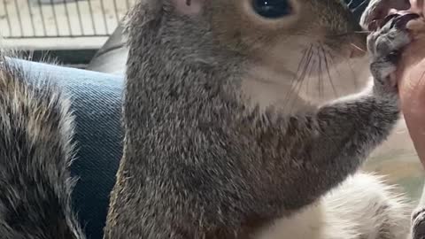 Feeding Our Special Needs Squirrel