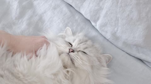 White Cat Lying Down on Bed