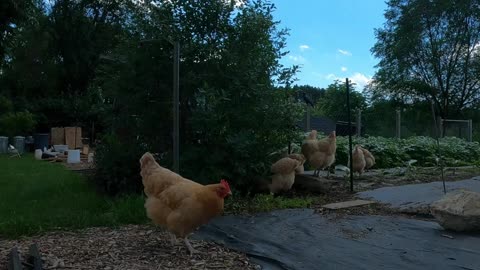 OMC! All paths lead to my Chickens! Envisioning the path! #backyardchickens #pathway #shorts