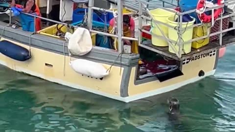 Heartwarming moment Seal enjoys a fishermans care and feeding