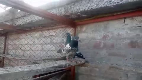 Beautiful pigeon breeder pair best flying