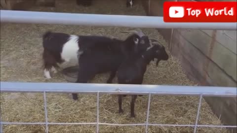 Screaming Goats