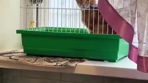 Bird Annoyed By Cat In Cage