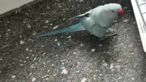 Parrot sings happy birthday using a soda bottle top as a microphone