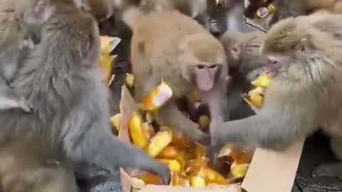 A large number of monkeys pounced on food