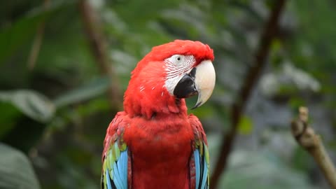 The beauty of hyacinth macaw's