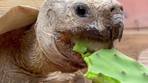 Nom nom nom 🐢✨💕 happy Thursday !!