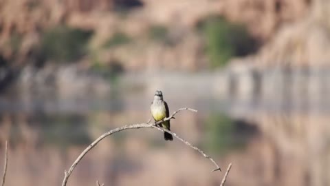 bird-white-water-nature-fishing